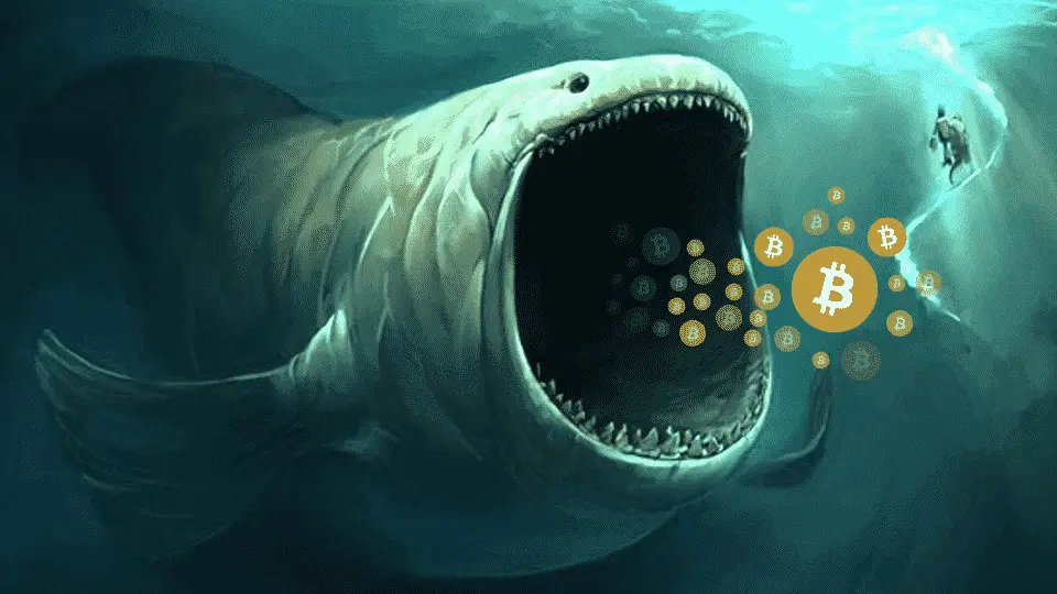 Whales have amassed 60,000 BTC today - the largest level ever