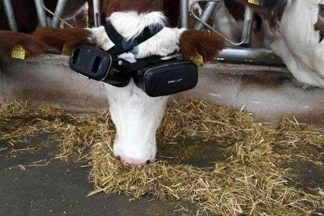 True story: The farm proprietor created the cow dress in VR glasses so that the animal would imagine it was consuming fresh grass in the middle of summertime