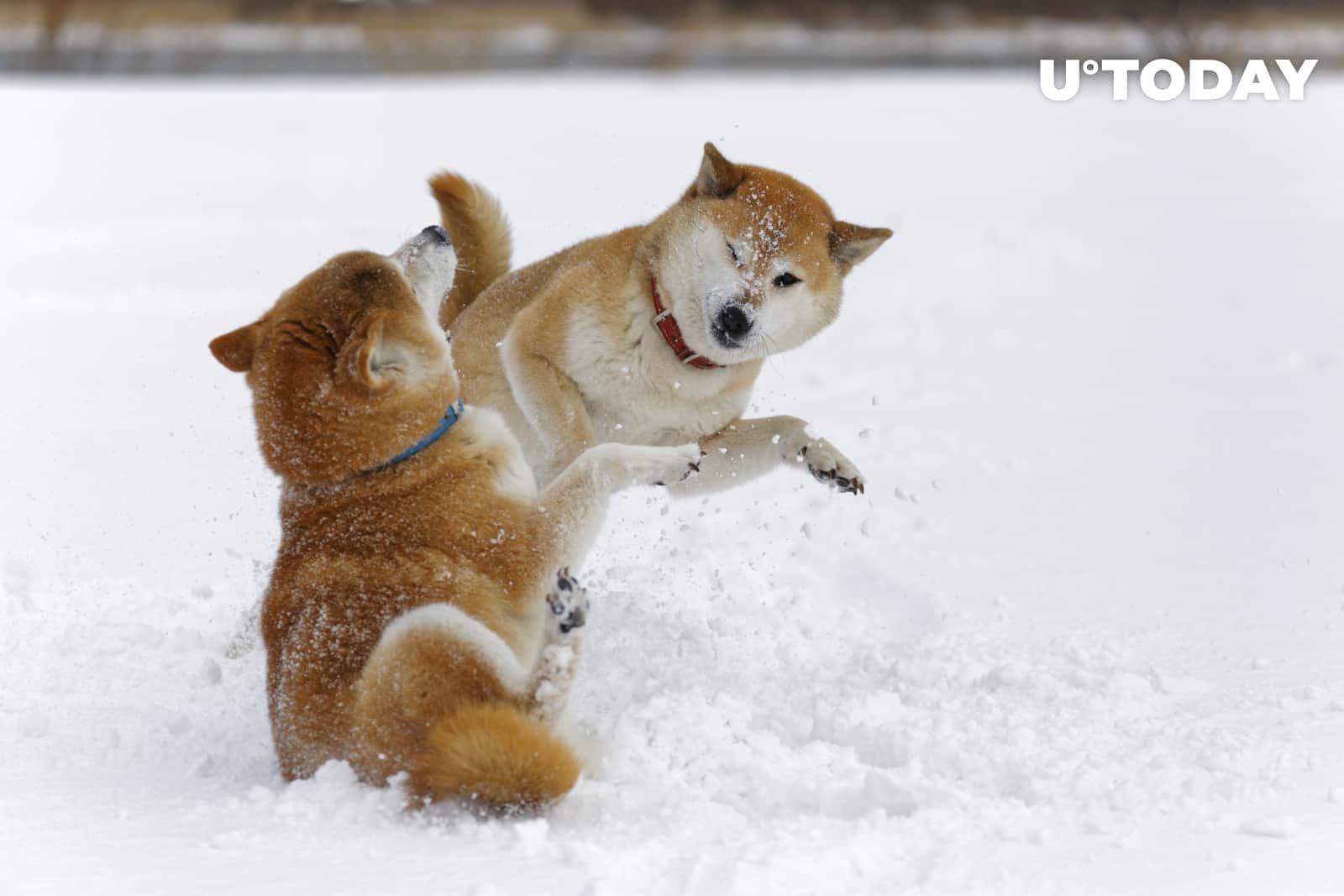 Dogecoin Co-Founder Billy Markus Blocks on Twitter