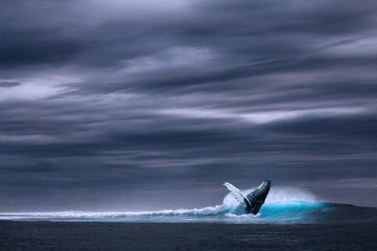 Shiba Inu ($SHIB) Is Ethereum Whale’s Favorite ERC-twenty Token