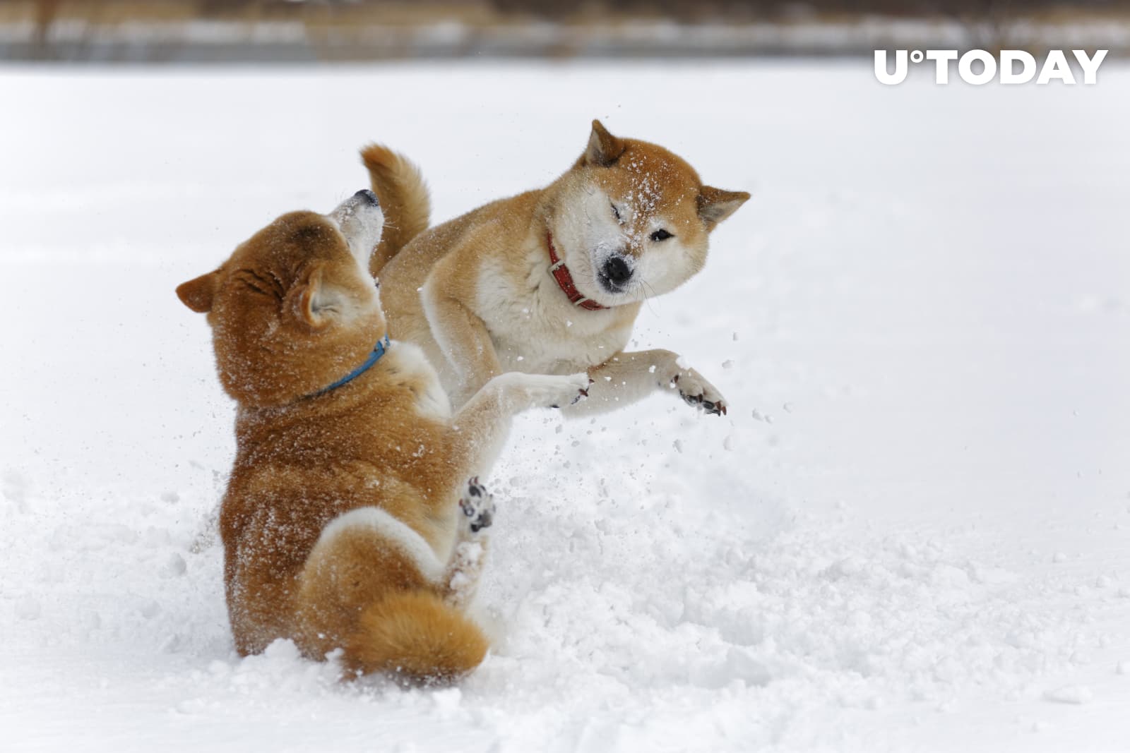 Dogecoin Co-Founder Billy Markus Blocks on Twitter