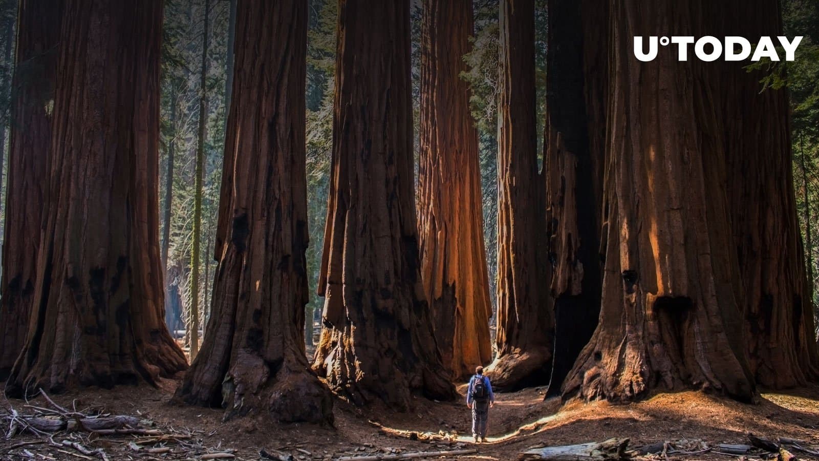 VC Giant Sequoia stays bullish on crypto