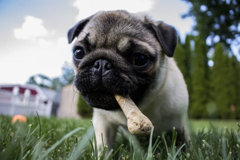Shibarium Puppynet Testnet Trigger spike in significant token transactions of Shiba Inu ecosystem $BONE