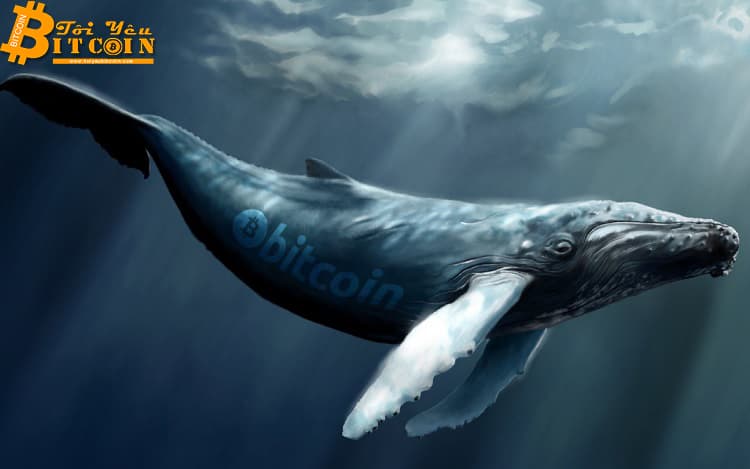 Bitcoin Whales Have Bought Over 2 Billion USD of BTC Since Price Drop