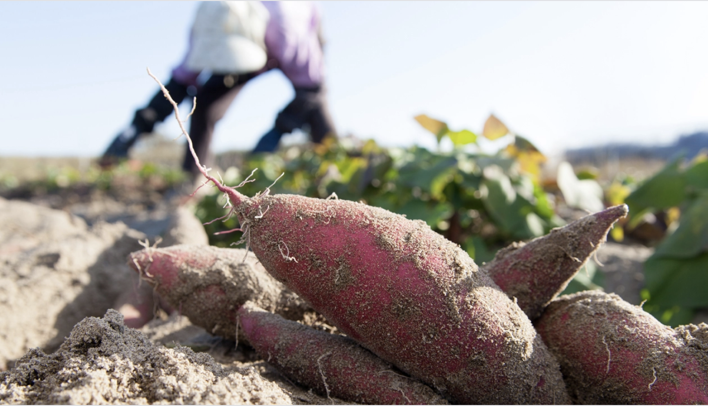 Emerging like a phenomenon, YAM price then “spins” 99% in 24 hours