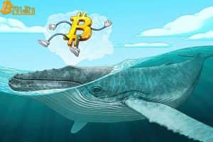 Bitcoin whales have accumulated above 90,000 BTC in the final 25 days