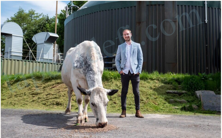 UK Farmers Use Cow Manure to Power Ethereum Mining