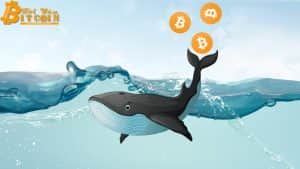 Bitcoin Whales Are Rising Again