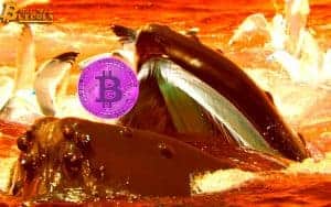 Bitcoin Whales Collected 60,000 BTC in One Day