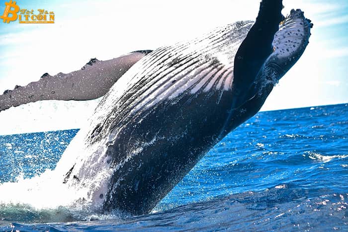 New Bitcoin Entity Approaches Peak As Whales Start Active