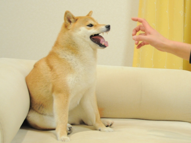 The Shiba canine photograph gets the world’s most important NFT perform for $ 110 million