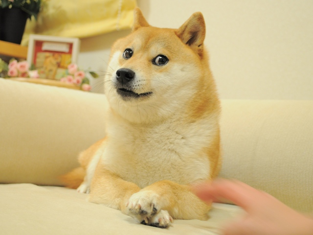 DOGE NFT surpasses “Feisty Doge” to turn out to be the highest NFT in background with a worth of 225 million bucks