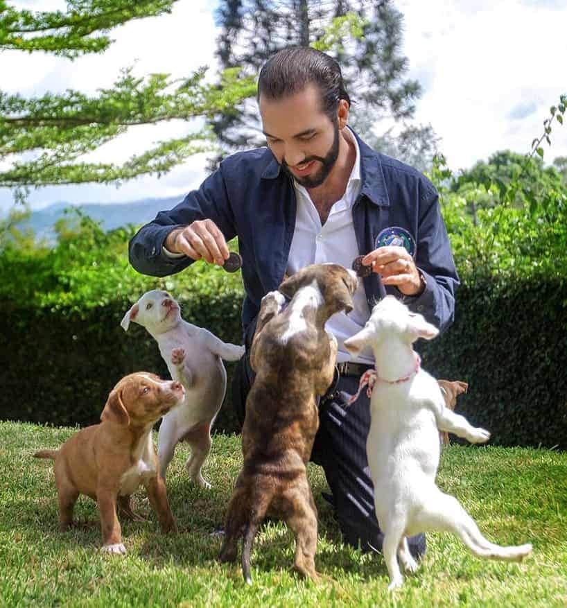 El Salvador will use the nation’s Bitcoin income to create a giant veterinary hospital