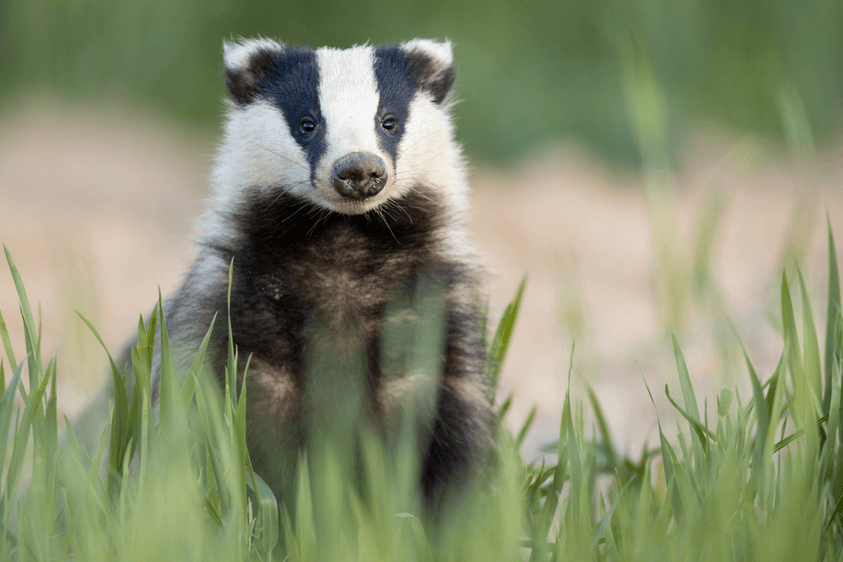 Badger DAO allow the neighborhood make your mind up on the compensation approach soon after the $ 120 million hack