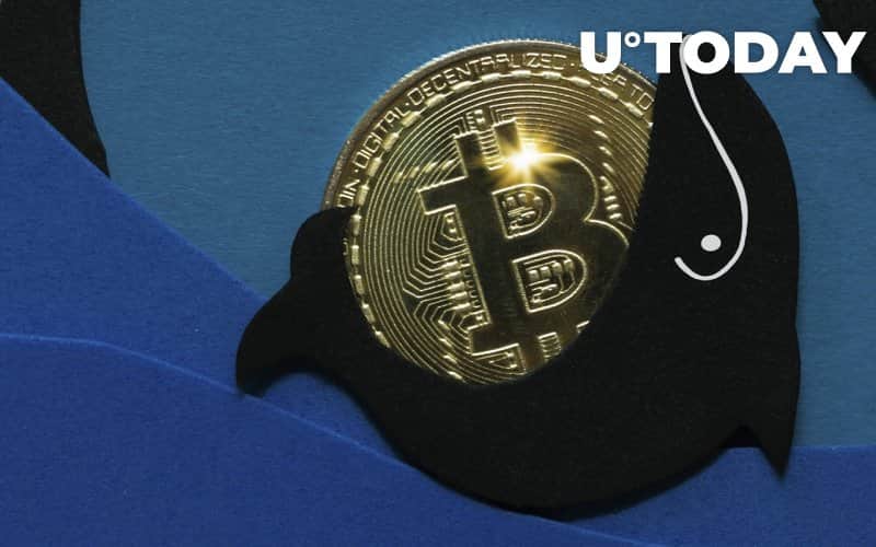 Big Bitcoin Whales Record Record Growth During Recent Price Drop, Here’s What It Means