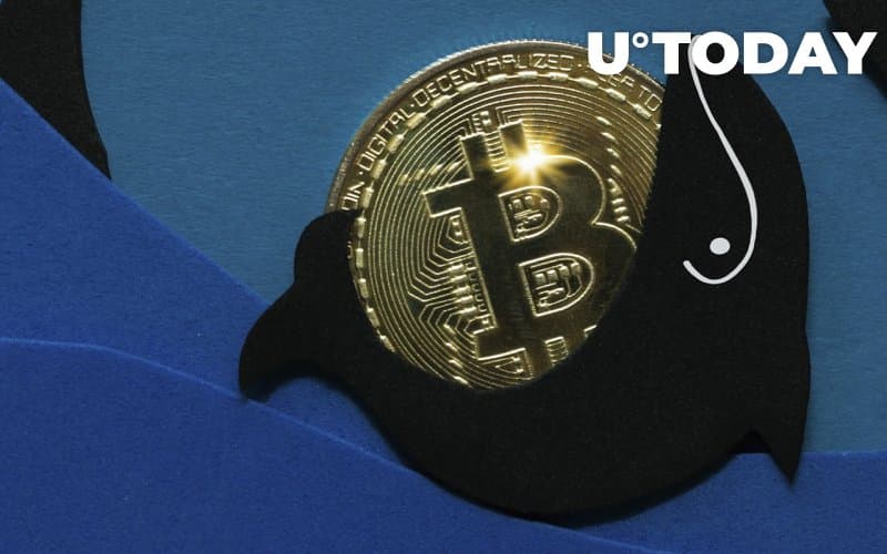 Big Bitcoin Whales Record Record Growth During Recent Price Drop, Here’s What It Means