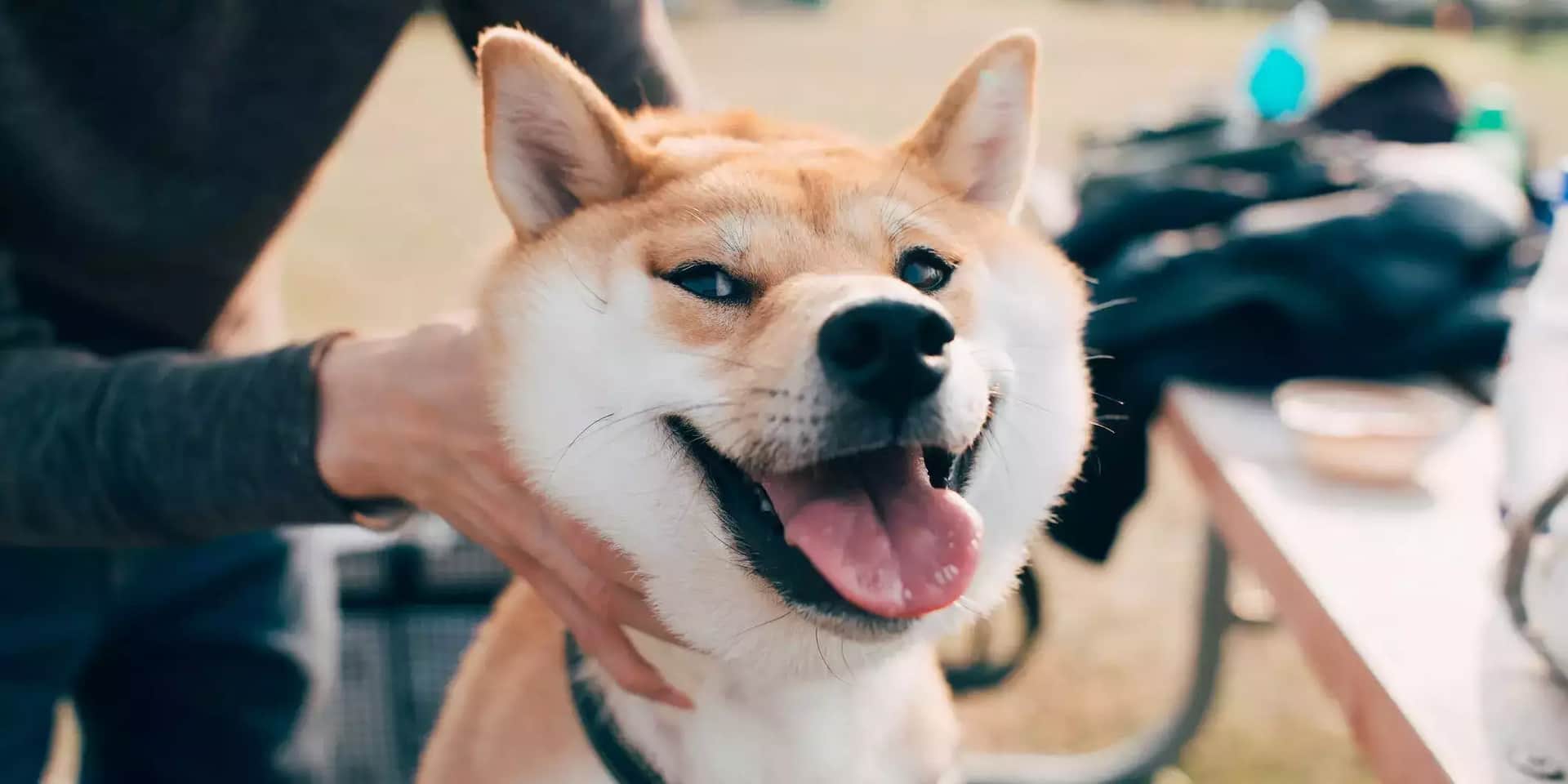 Shiba Inu (SHIB) founded the DAO organization to empower the local community