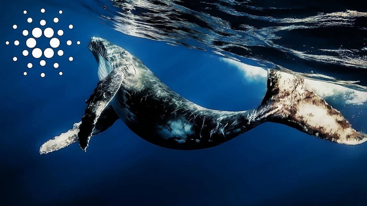 The percentage of the ADA provide held by whales unexpectedly peaks in two many years