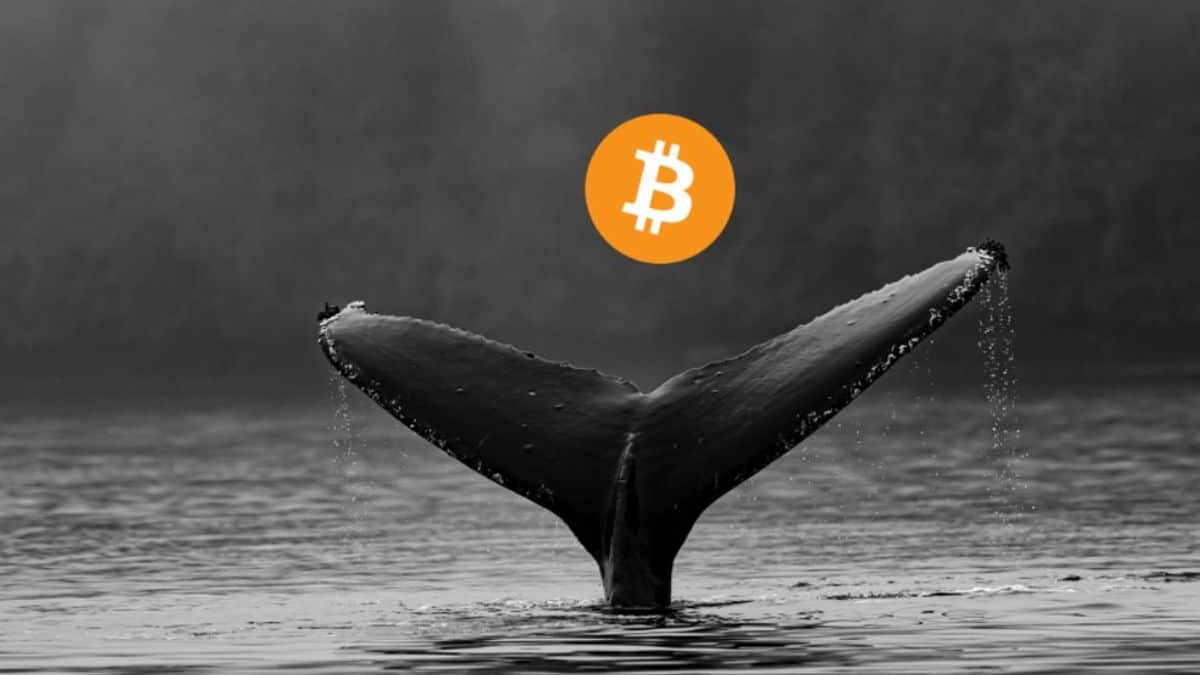 Bitcoin continues to rise to $ 23,800, is it rumor that the third greatest whale is going to “dump” 61,000 BTC?