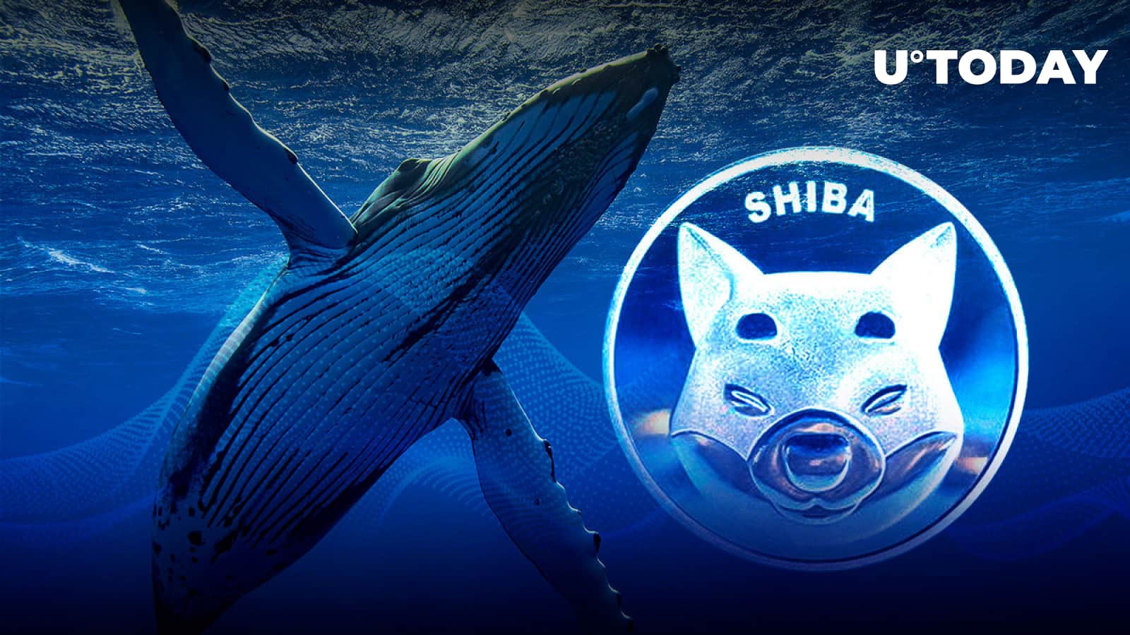 SHIB nevertheless holds the greatest USD asset for Whale but this is exactly where ALCX overtakes it