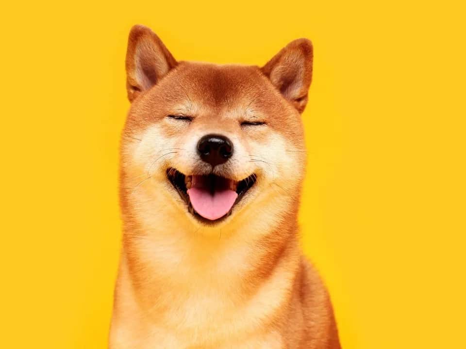 Bonk Inu burned the token allocation for the venture workforce