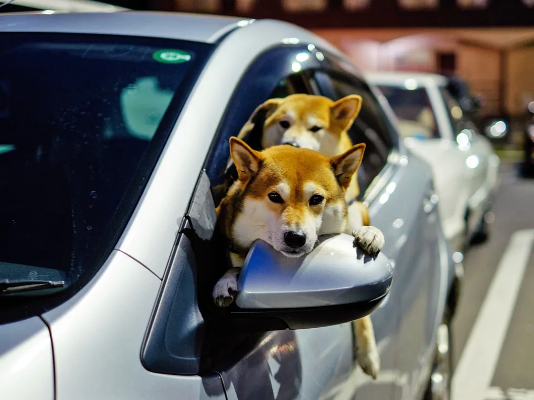 Floki Inu DAO Approves $100M Token Burning Proposal, FLOKI Price 'Soared' Sharply