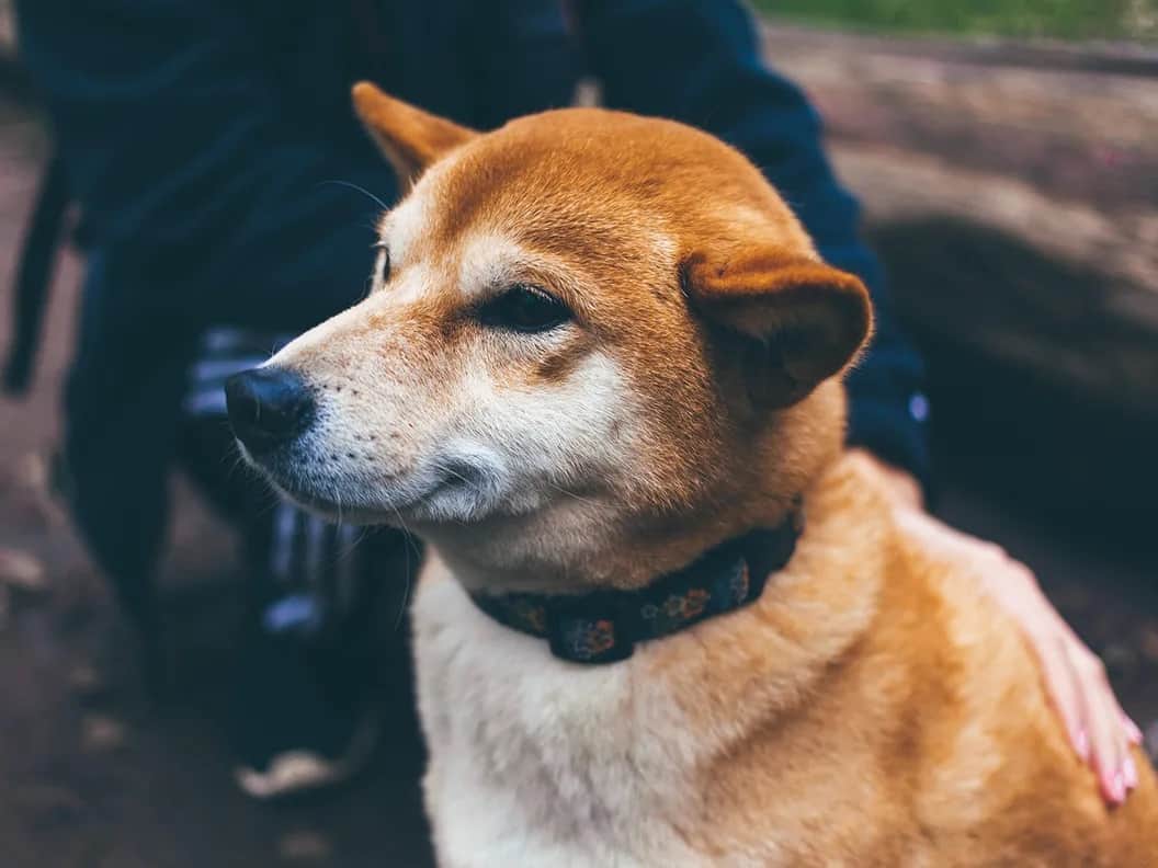 Shiba Inu “again” is about to release the beta model of the degree two Shibarium