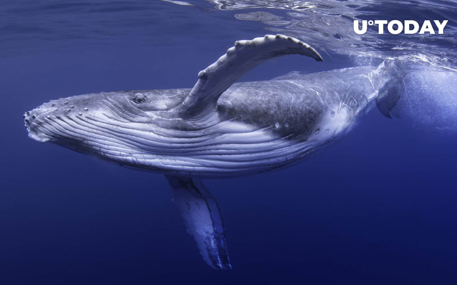 Massive BTC Whale Address Activated