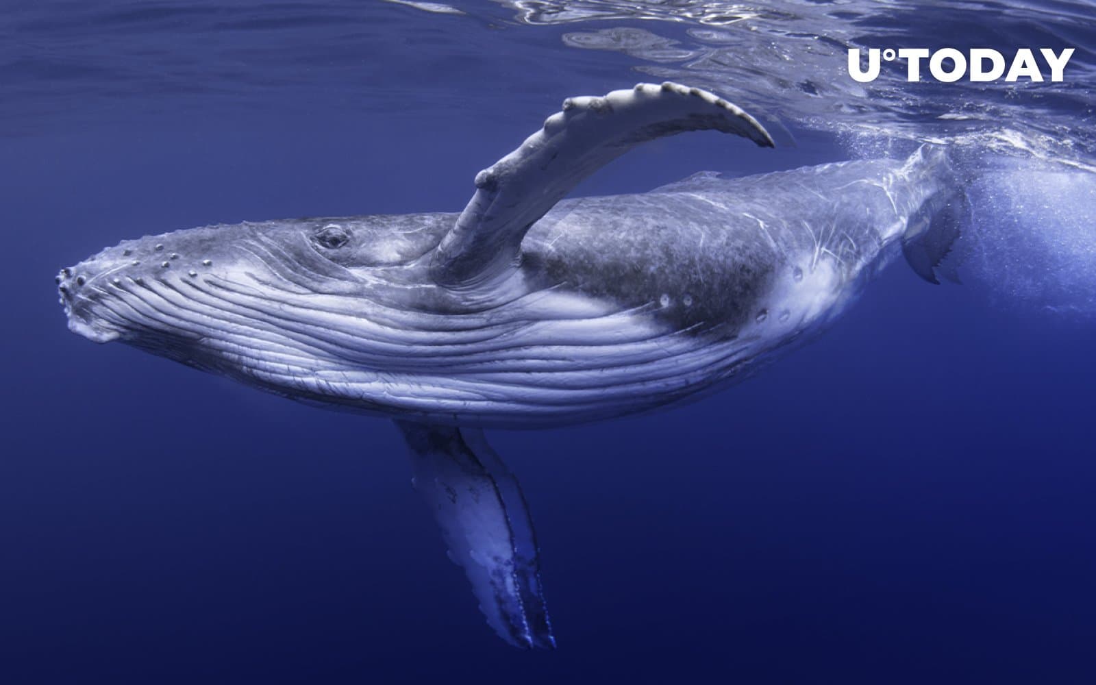 Massive BTC Whale Address Activated