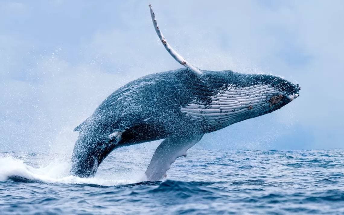 Whale trading pushed the rate of Tellor (TRB) up 360% for the month