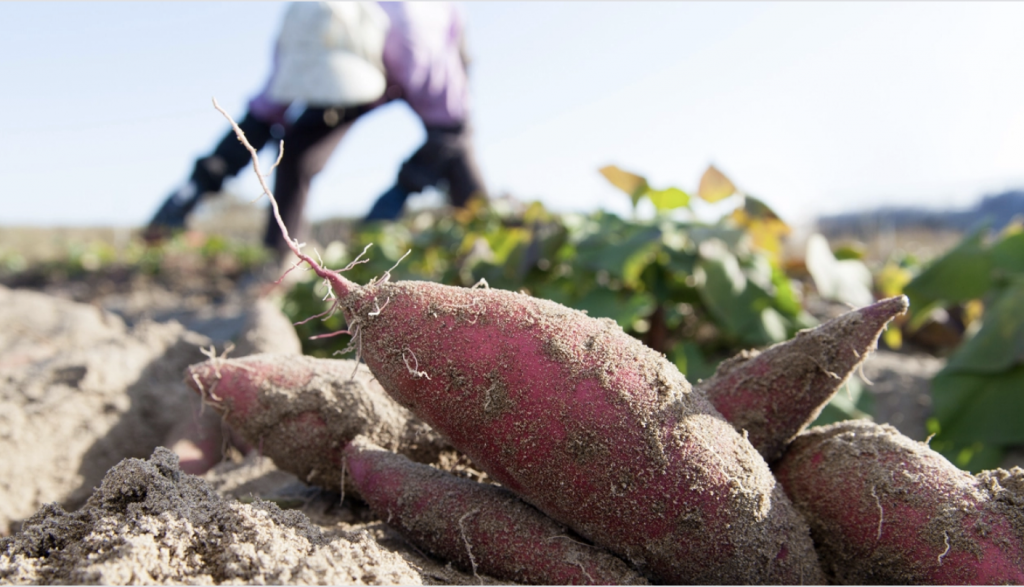 Emerging like a phenomenon, YAM price then "spins" 99% in 24 hours