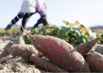 Emerging like a phenomenon, YAM price then "spins" 99% in 24 hours