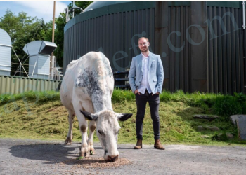 UK Farmers Use Cow Manure to Power Ethereum Mining
