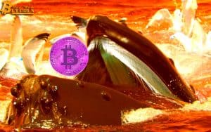 Bitcoin Whales Bet with Binance CEO on Bullish Prospects