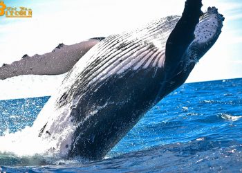 Whales move 1.2 million ETH as Ethereum price is predicted to reach $220 soon