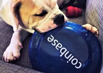 Users sue CoinBase's winning Dogecoin ad campaign