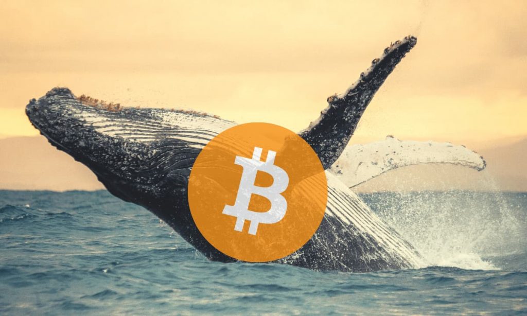 Whale's Bitcoin Fund has continuously increased by more than $ 3 billion since May 2021