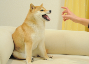 The Shiba dog photo becomes the world's most valuable NFT work for $ 110 million