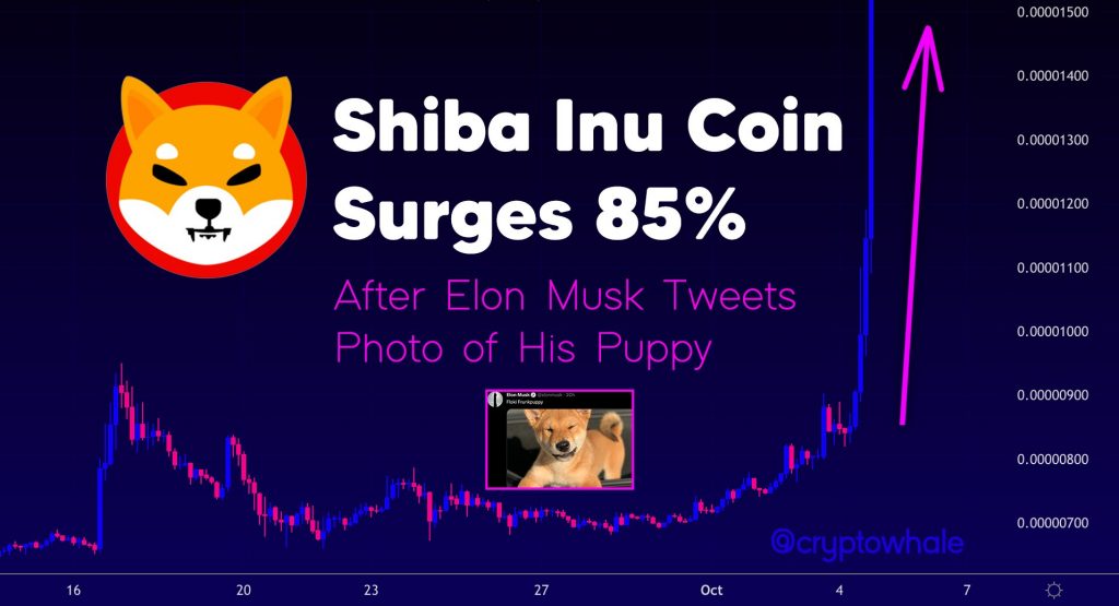 Elon Musk posted a photo of a dog sitting on Tesla, Shiba Inu (SHIB) increased by 85% - What secret does Musk have?