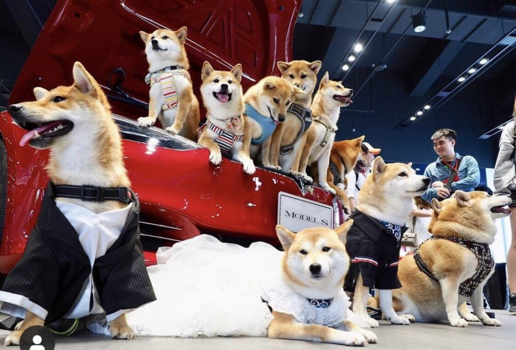 Leaked Proof Tesla Is About To Accept Shiba Inu Payments (SHIB)