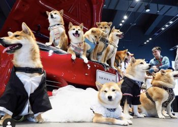 Leaked Proof Tesla Is About To Accept Shiba Inu Payments (SHIB)