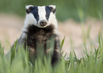 Badger DAO let the community decide on the compensation plan after the $ 120 million hack