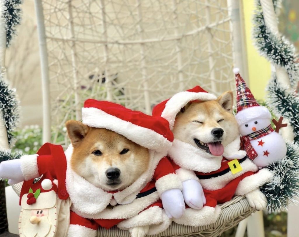 Bigger Entertainment record label burns 176 million Shiba Inu (SHIB) at Christmas 2021