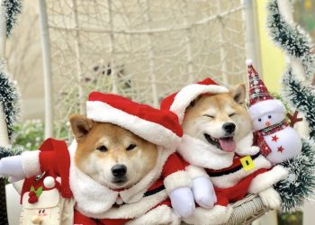 Bigger Entertainment record label burns 176 million Shiba Inu (SHIB) at Christmas 2021