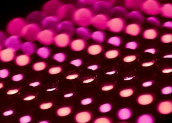 Dot Finance (PINK) announces distribution on Kusama and Polkadot