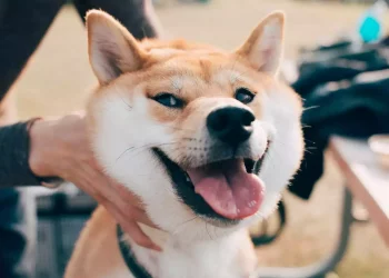 Shiba Inu (SHIB) founded the DAO organization to empower the community