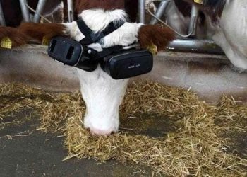 True story: The farm proprietor created the cow dress in VR glasses so that the animal would imagine it was consuming fresh grass in the middle of summertime