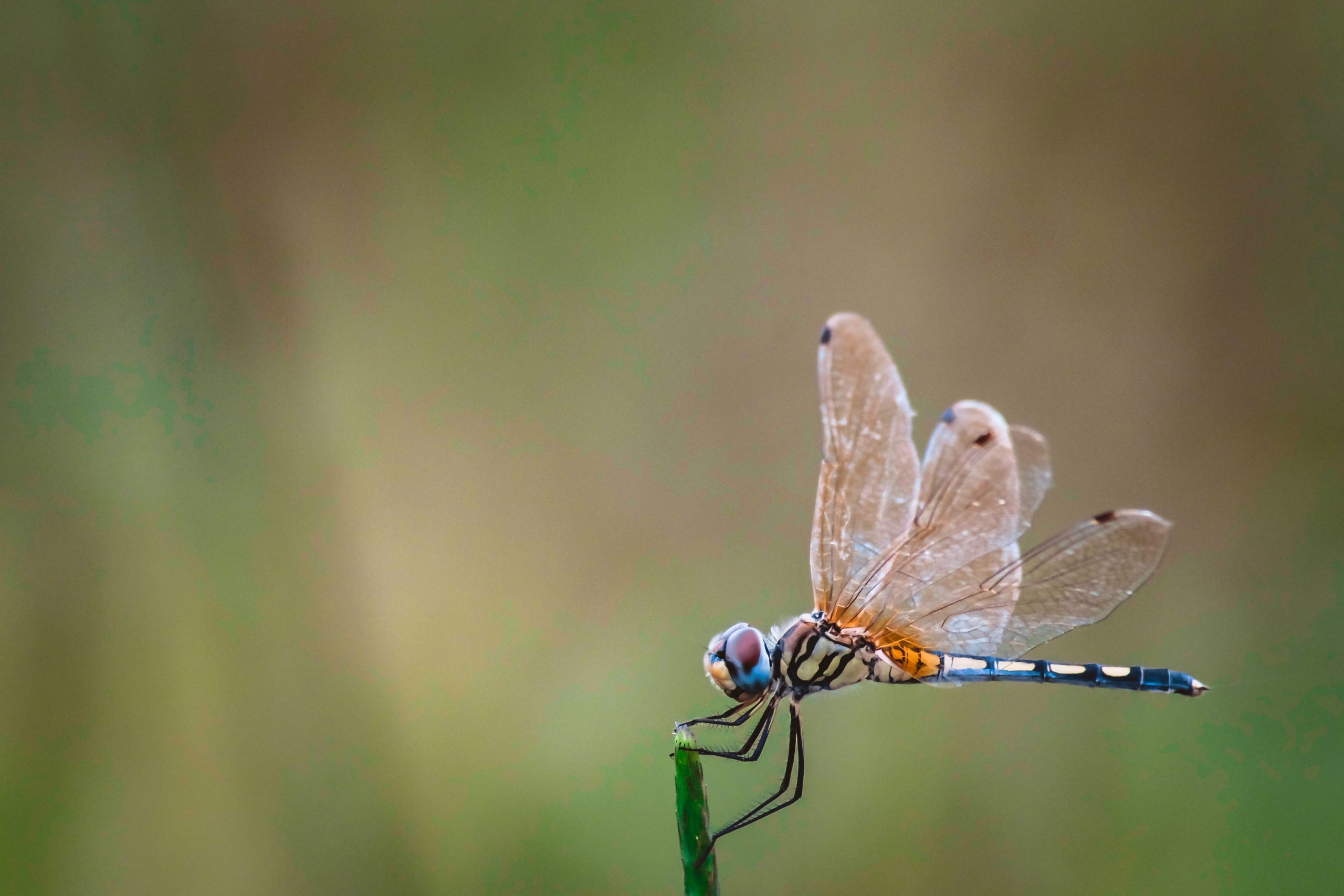 Capital of the dragonfly "strong hand" Third crypto fund worth $ 650 million launched