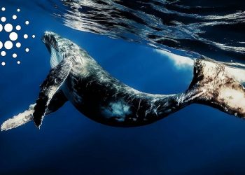 The percentage of the ADA supply held by whales unexpectedly peaks in two years