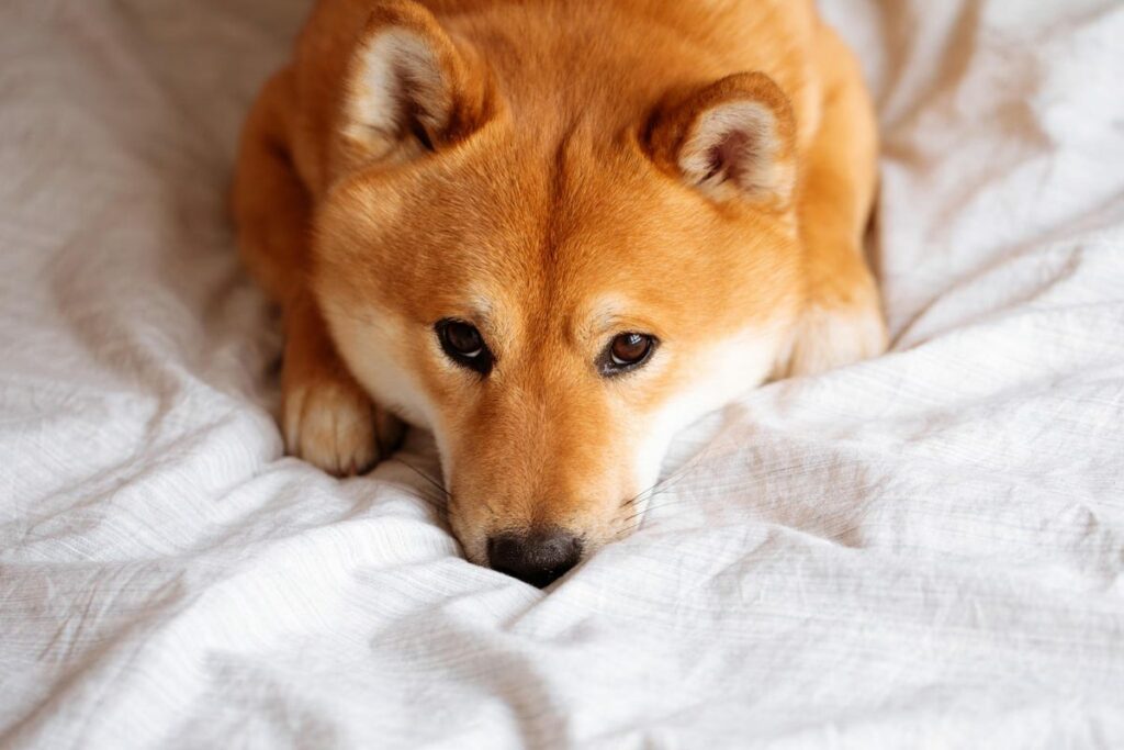 Dogecoin (DOGE) Price Plunged Due to Rumors on Twitter to Stop Crypto Wallet Project